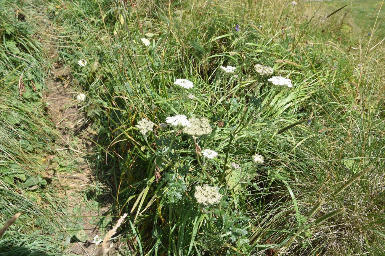 Изображение особи семейство Apiaceae.