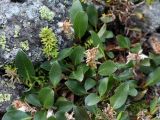 Salix polaris
