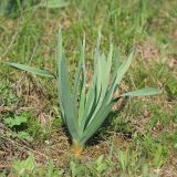 Eremurus spectabilis. Вегетирующее растение. Краснодарский край, м/о г. Новороссийск, вершина 429, остепнённый луг. 10.04.2024.