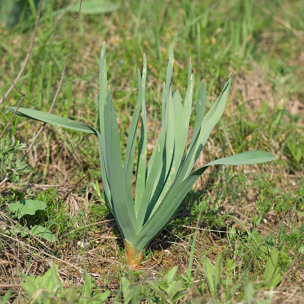 Image of Eremurus spectabilis specimen.