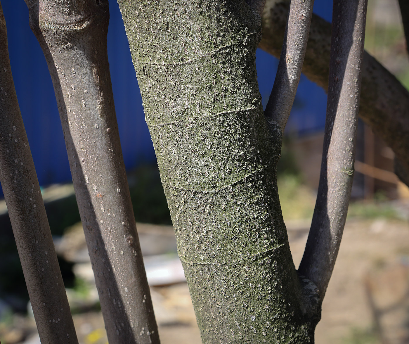 Image of Nerium oleander specimen.