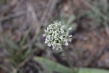 Allium tulipifolium