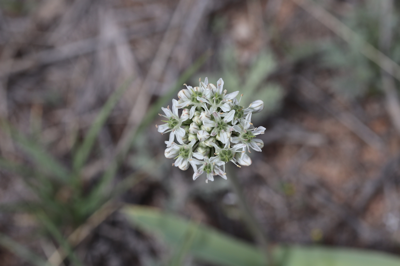 Изображение особи Allium tulipifolium.