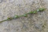 Carex divulsa