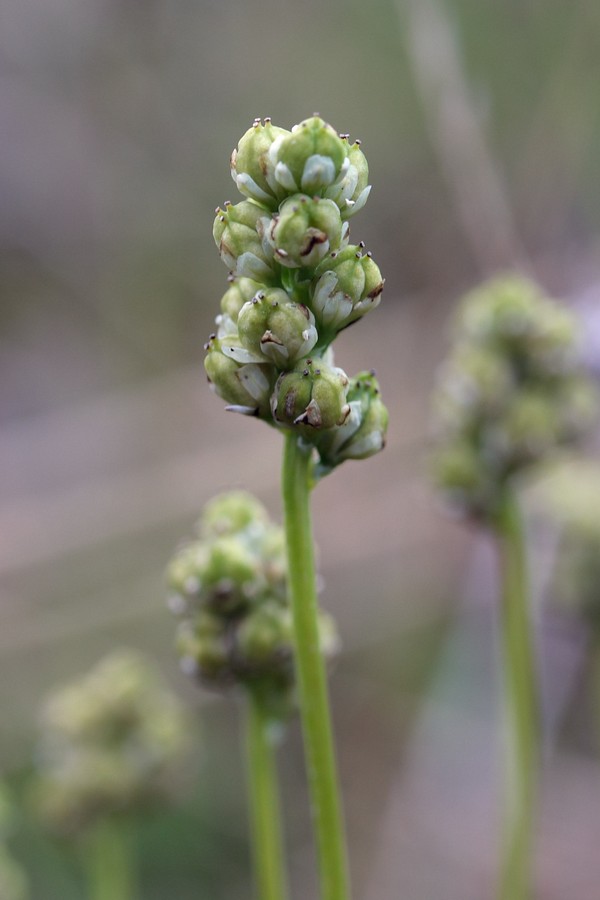 Image of Tofieldia pusilla specimen.