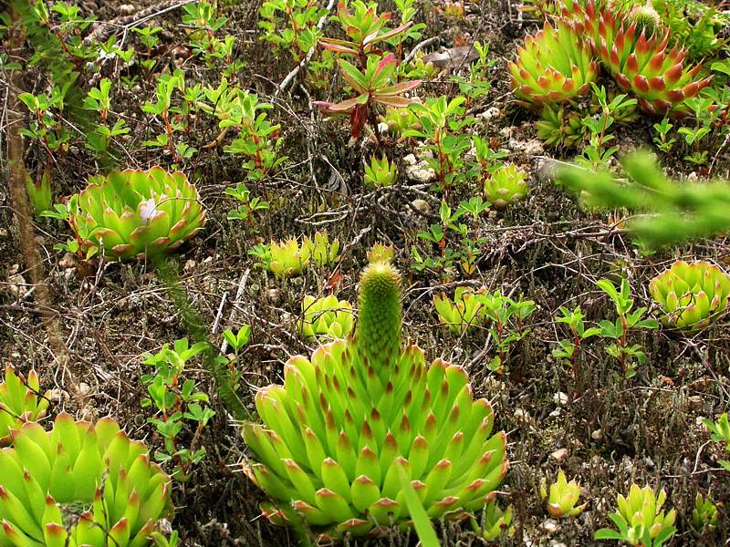 Изображение особи Orostachys spinosa.