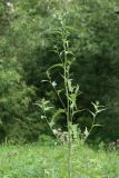 Atriplex sagittata