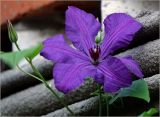 Clematis × jackmanii