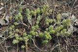 Sedum acre
