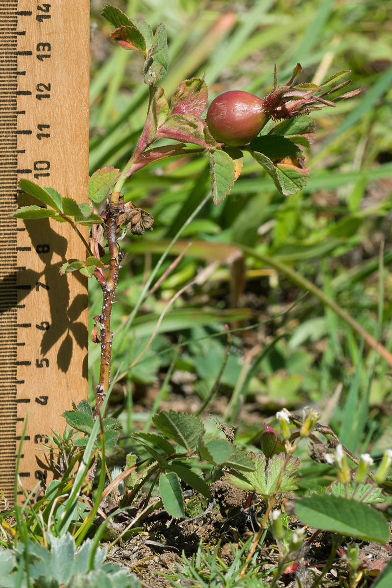 Image of Rosa brotherorum specimen.