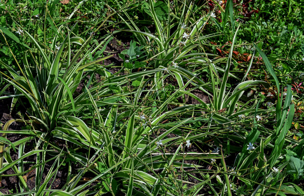 Изображение особи Chlorophytum comosum.