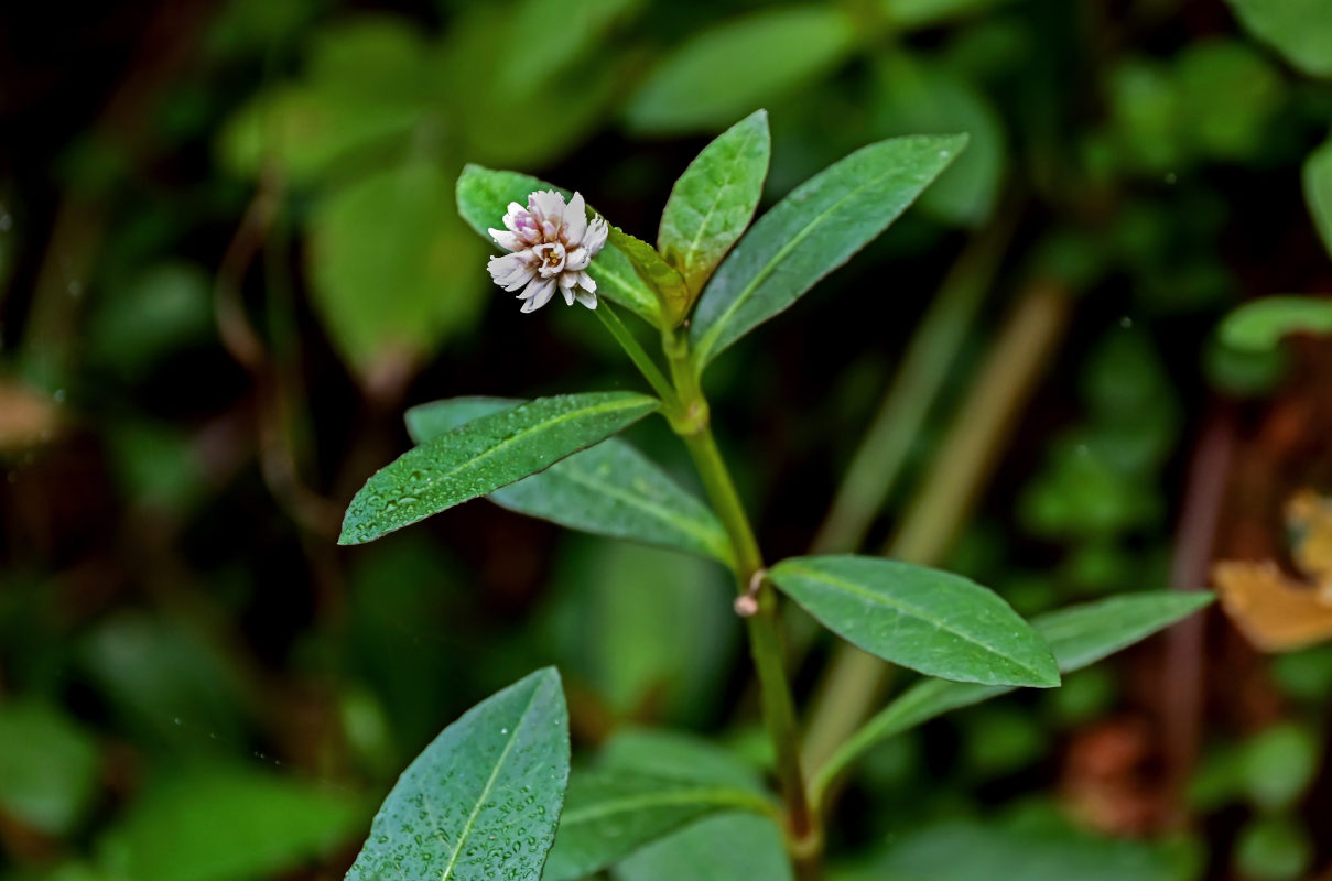 Изображение особи Alternanthera philoxeroides.