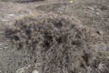 Astragalus denudatus. Покоящееся растение. Грузия, край Самцхе-Джавахети, Боржомский муниципалитет, окр. с. Квабисхеви, на старом немецком кладбище, остепнённый луг. 2 февраля 2025 г.