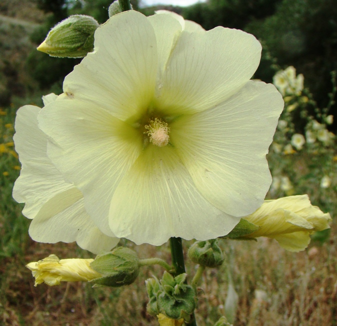 Изображение особи Alcea rugosa.