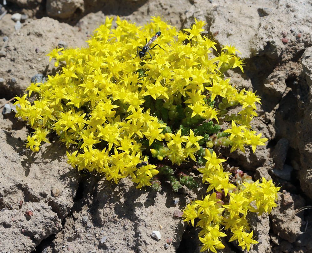 Image of Sedum acre specimen.