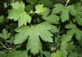 Ribes aureum