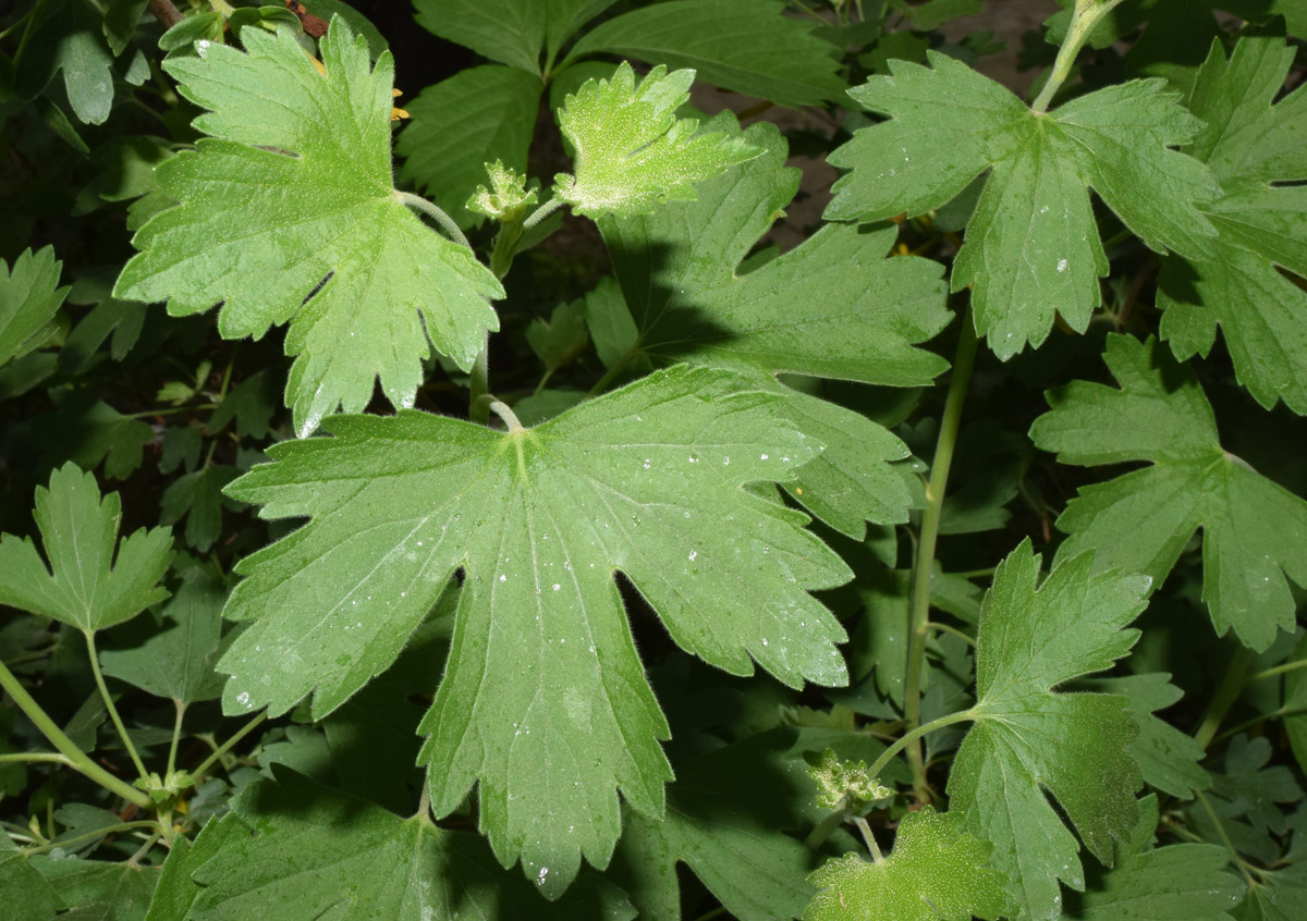 Image of Ribes aureum specimen.