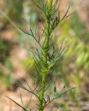 Crupina vulgaris