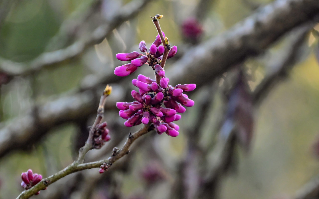 Image of Cercis siliquastrum specimen.