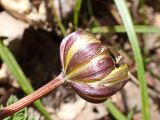 Adonis amurensis. Цветок. Хабаровский край, окр. г. Комсомольск-на Амуре, дол. р. Силинка, перелесок. 07.05.2025.