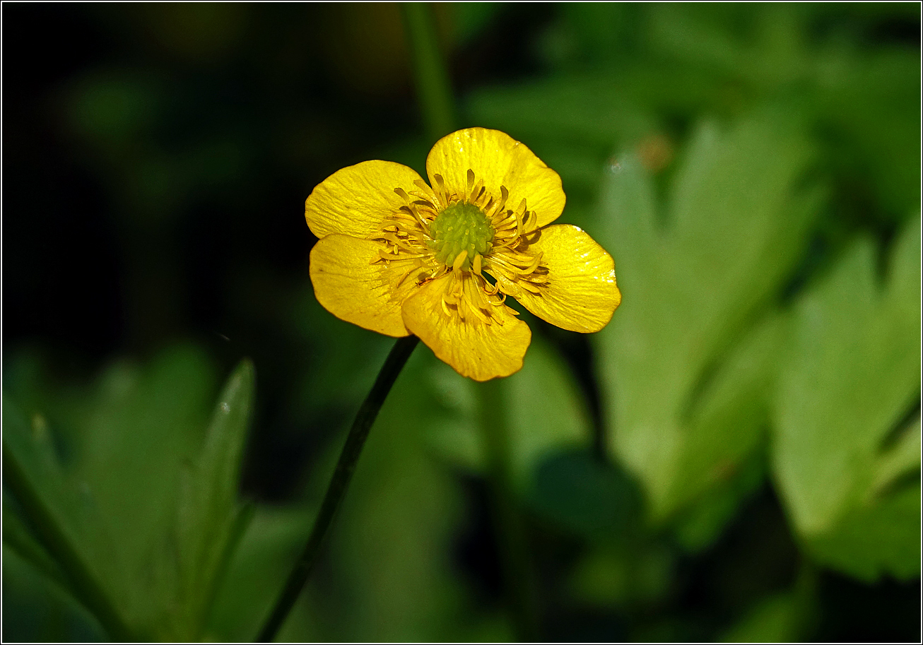 Image of Ranunculus repens specimen.