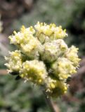 Artemisia glomerata