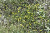 Melilotus neapolitanus. Цветущие растения. Крым, Бахчисарайский р-н, окр. с. Танковое, берег водохранилища, известняковый склон. 05.06.2025.