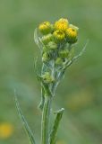 Tephroseris subfloccosa. Верхушка побега с соцветием с раскрывающимися корзинками. Карачаево-Черкесия, Зеленчукский р-н, гора Джангур, ≈ 1500 м н.у.м., субальпийский луг. 04.06.2025.