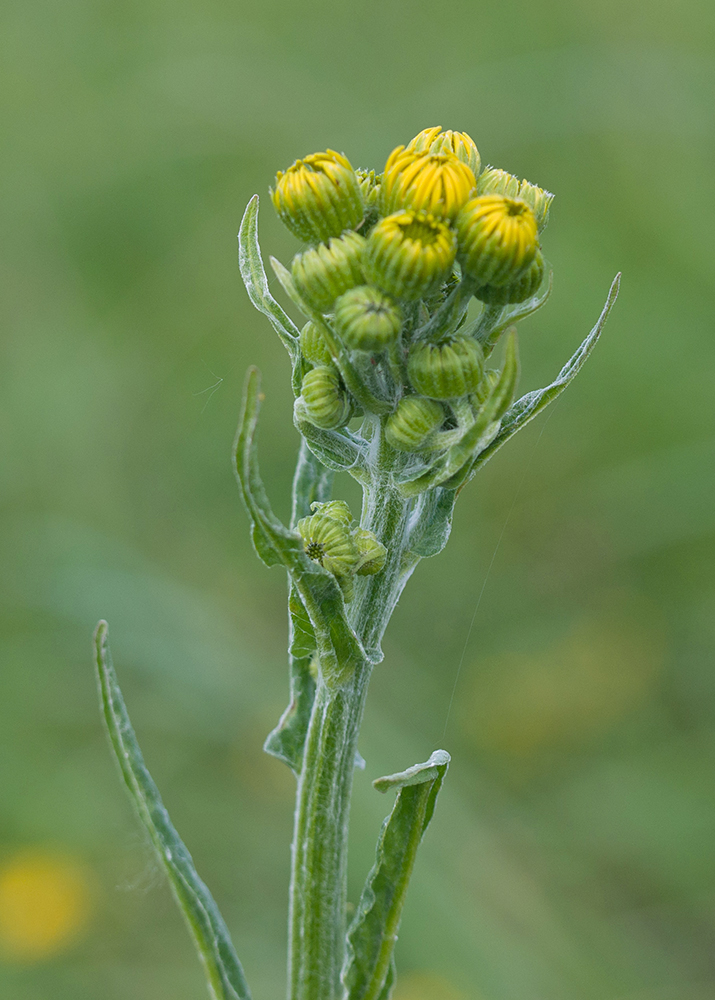 Image of Tephroseris subfloccosa specimen.