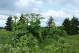Heracleum sosnowskyi