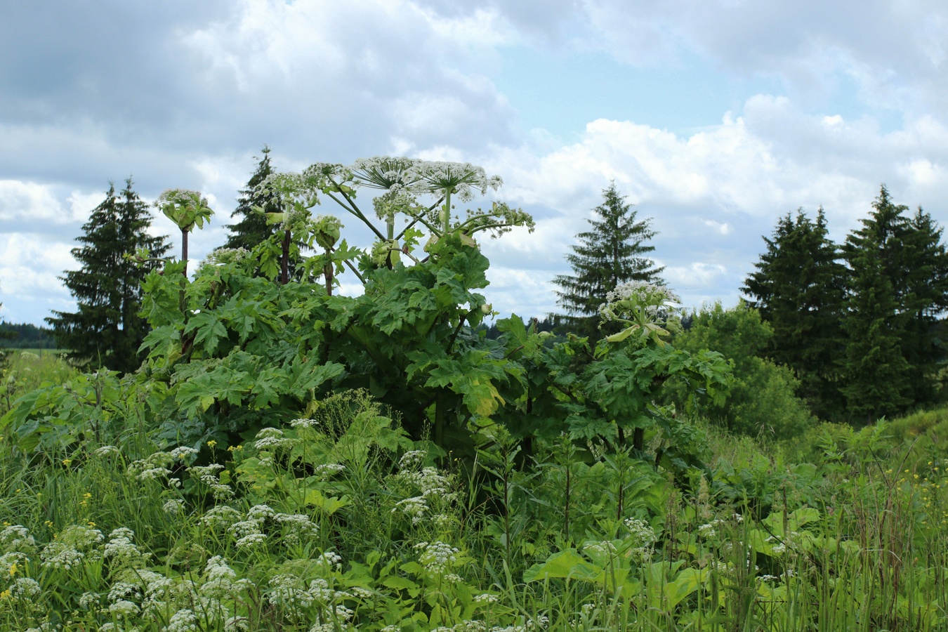 Image of Heracleum sosnowskyi specimen.
