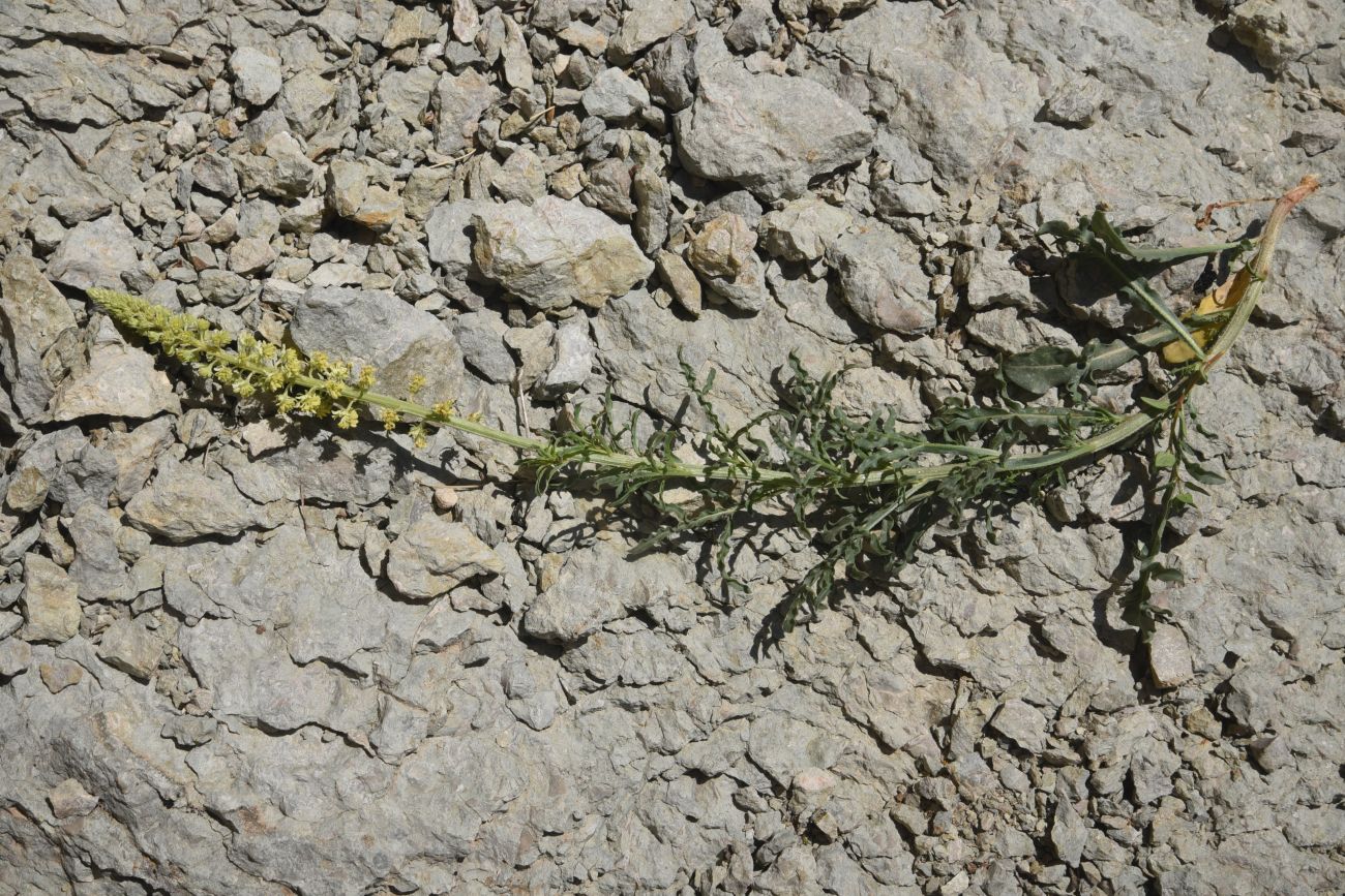 Image of Reseda lutea specimen.