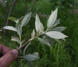 genus Salix. Верхушка веточки (вид на абаксиальную поверхность листьев). Турция, ил Ван, рядом с водопадом Мурадие, берег р. Бендимахи. 20 мая 2025 г.