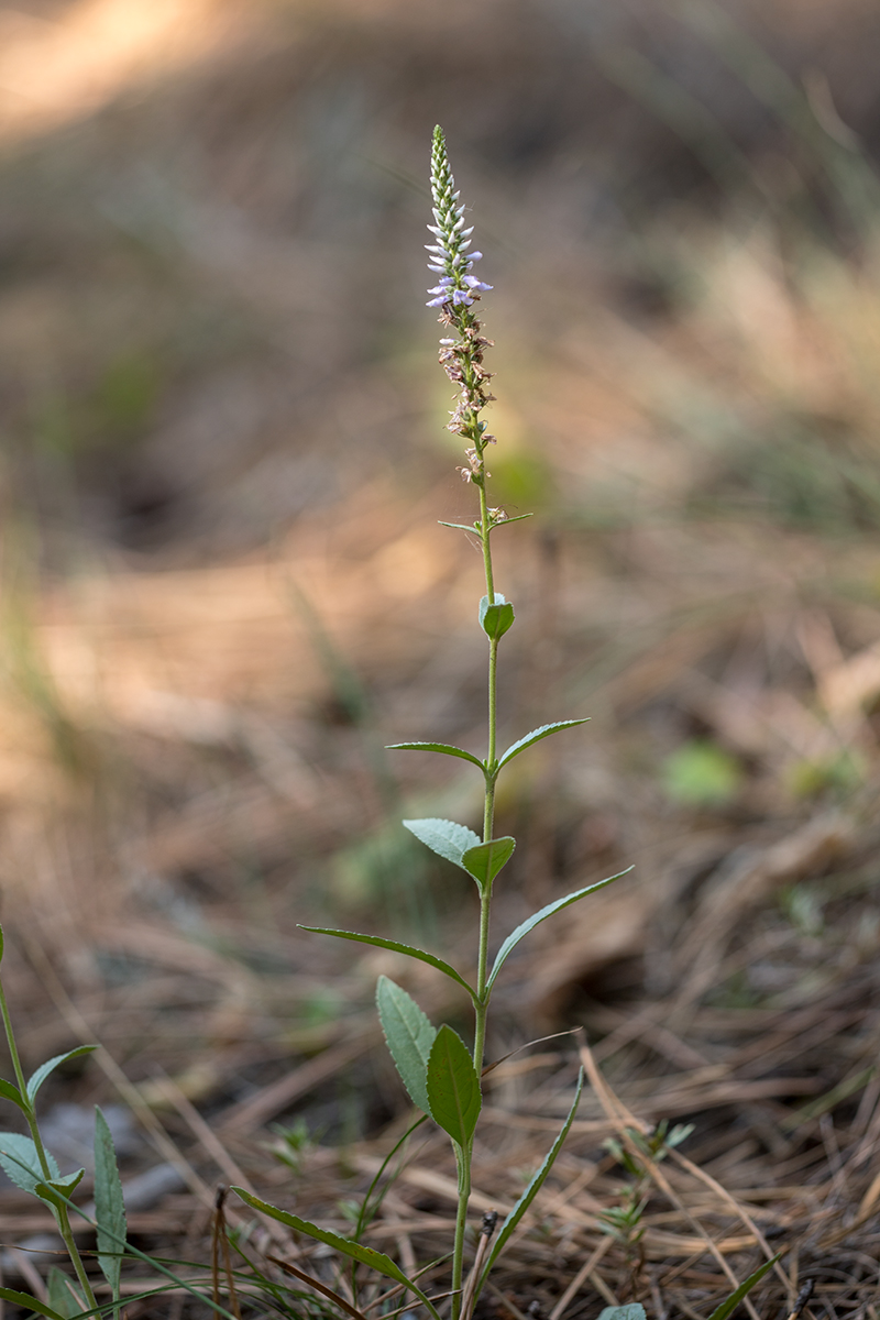 Изображение особи Veronica orchidea.