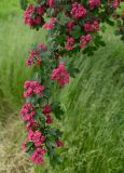 Crataegus × media. Цветущая ветвь. Псков, парк р. Псковы, декоративные насаждения. 09.06.2025.