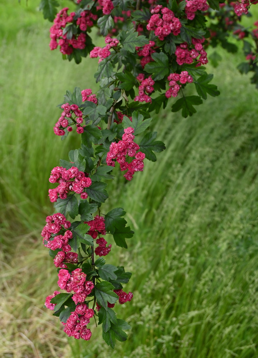 Image of Crataegus &times; media specimen.