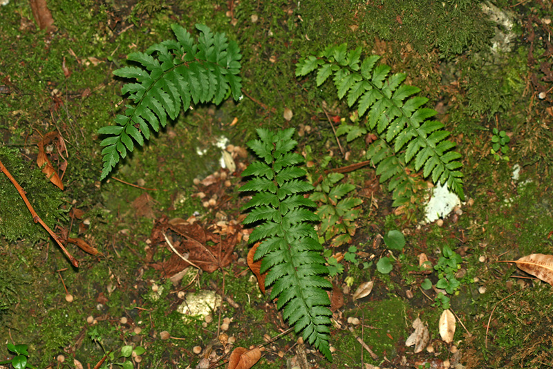 Изображение особи род Polystichum.