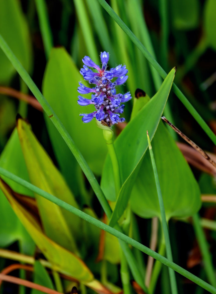 Изображение особи Pontederia cordata.