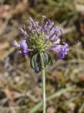 семейство Dipsacaceae