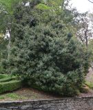 Image of taxon representative. Author is Григорий Токарев