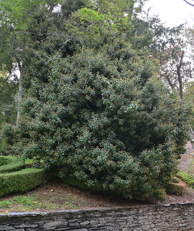 Image of Hedera colchica specimen.