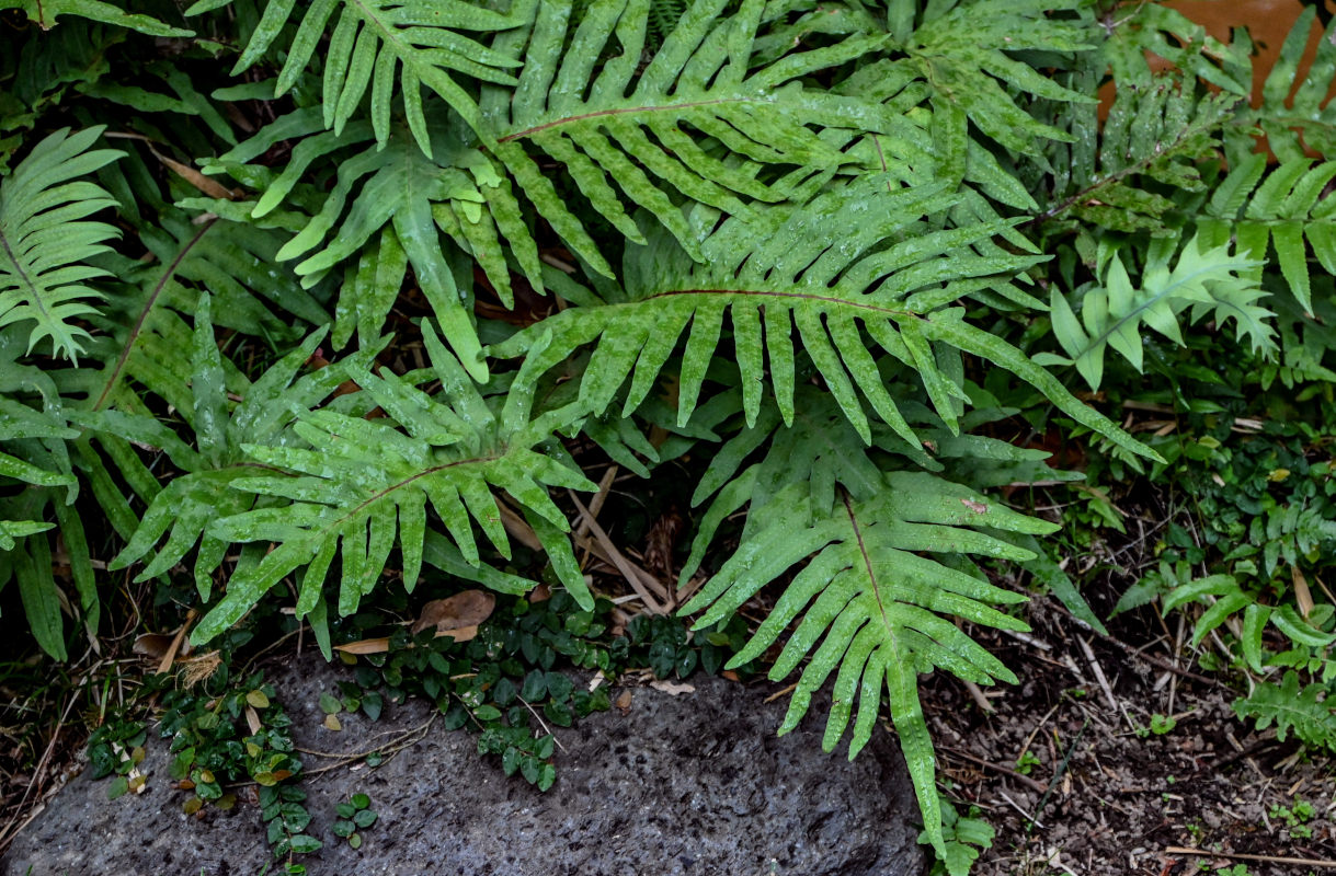 Изображение особи Phlebodium pseudoaureum.