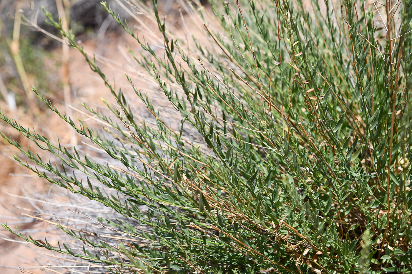 Изображение особи семейство Asteraceae.