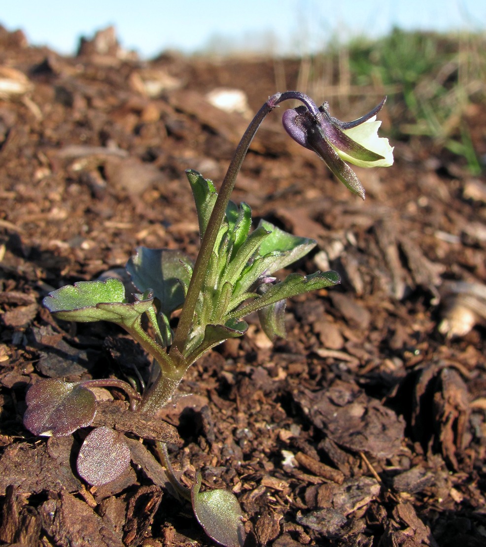 Image of Viola arvensis specimen.