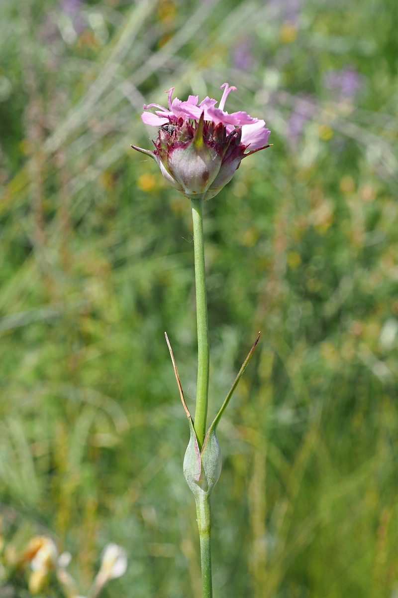Image of Dianthus andrzejowskianus specimen.