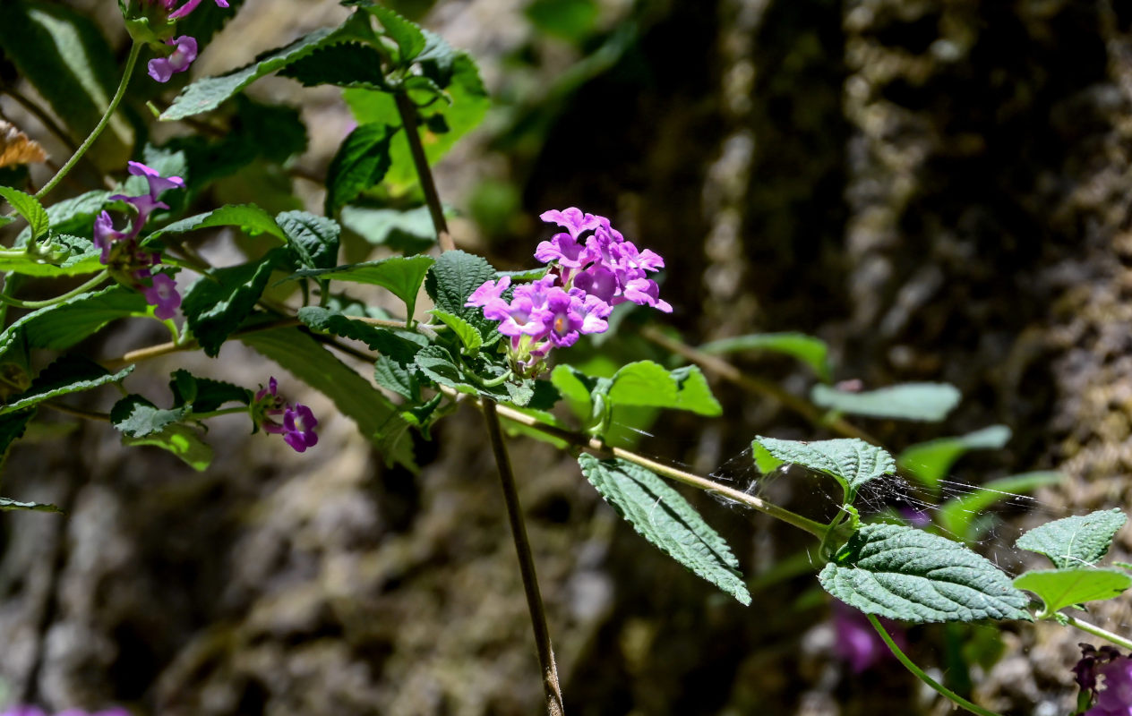 Изображение особи Lantana montevidensis.