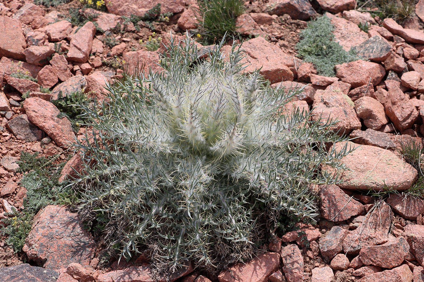 Image of Schmalhausenia nidulans specimen.