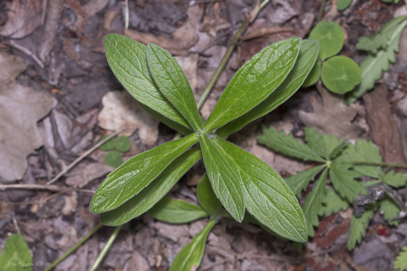 Image of class Magnoliopsida specimen.