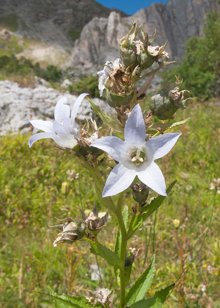 Image of Gadellia lactiflora specimen.