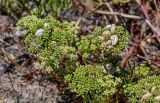 Crithmum maritimum. Соцветия и завязавшиеся соплодия с сидящими на них улитками. Португалия, округ Лейрия, пос. Назаре, окраина песчаного пляжа. 07.08.2025.
